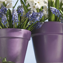Purple Planters