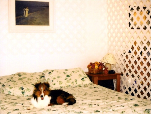 cheap and easy wall divider