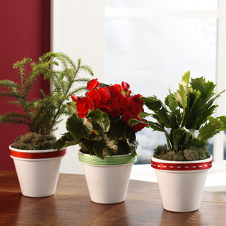 Three white flower pots trimmed with red and green ribbons.