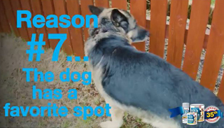 35 Reasons to Prime. Reason #7 The Dog Has A Favorite Spot