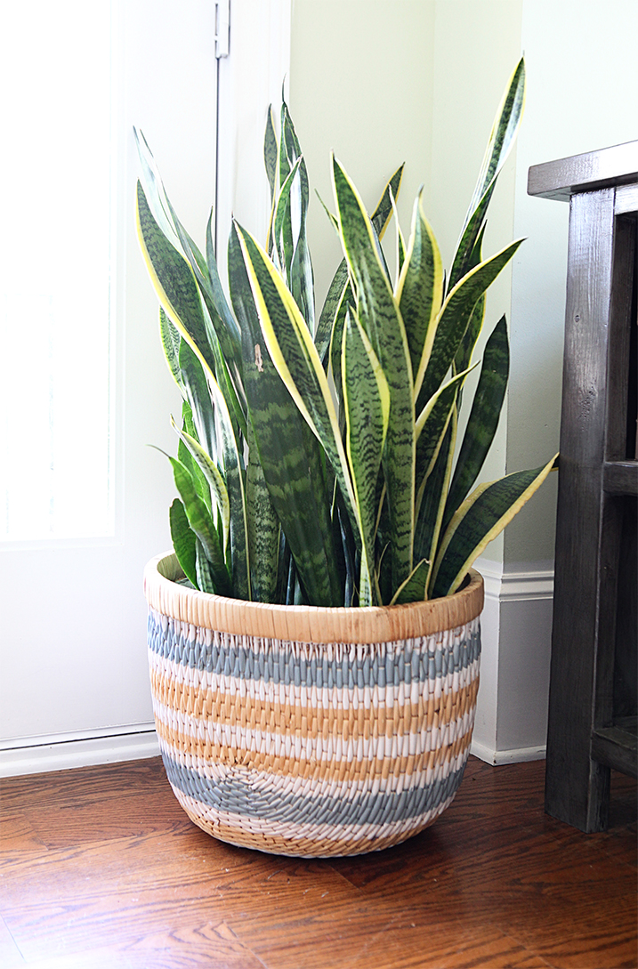 Large size weaved basket that's painted with Ultra Cover 2X spray paint and holds a large green plant